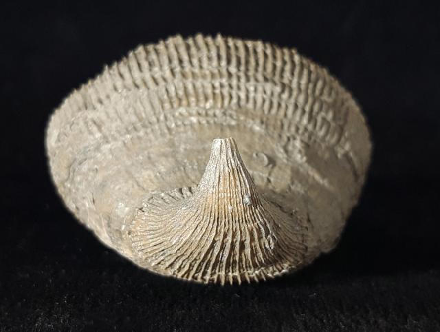 Placosmilia vidali (MALLADA 1892) - Bild © FossNet FossilienStore
